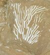 Ordovician Bryozoan (Pseudohornera) Plate - Estonia #89746-1